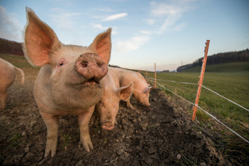 Pigs eating on a meadow in an organic meat farm - wide angle lens shot