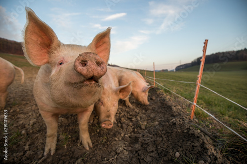 Cuadros en Lienzo Pigs eating on a meadow in an organic meat farm - wide angle lens shot