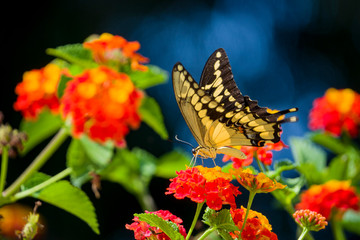 Close up shot of Papilio machaon eating on a flower