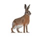 Side view of european brown hare, lepus europaeus, isolated on white background. Cut out single wild animal looking aside with copy space.