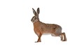 European brown hare lepus europaeus isolated on white background looking aside. One wild animal from nature.