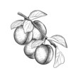 Branch of Plum tree with its fruit, vintage line drawing or engraving illustration. Plum illustration in sketch style