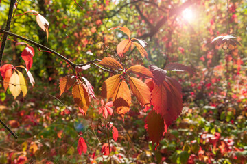 Poster - Red and yellow wild grape leaves in the autumn forest