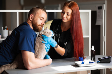 Wall Mural - Treatment of cat in veterinary clinic.