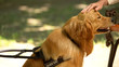 © motortion - Male hand stroking guide dog, obedient pet resting with blind owner in park