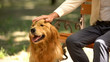 © motortion - Hand of blind man stroking guide dog, purebred golden retriever, obedient pet