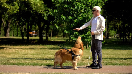 Visually impaired man giving command to guide dog training pet in park, cynology