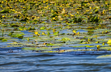 Wall Mural - Yellow water flower on the surface of the water	