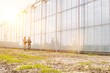 © MDBPIXS - Young female farmers carrying tomatoes in crate while talking  at greenhouse with yellow lens flare in background