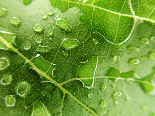 Wall Mural - Water droplet on green leaf 