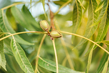 Wall Mural - Plantation of Pecan nuts