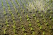 Reisfeld mit frisch gepflanzten Setzlingen