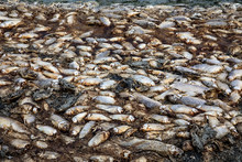 Thousands Of Dead Fish Around Lake Koroneia In Northern Greece