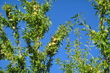 Fototapeta Dziecięca - Branches d'amandiers avec amandes sur fond de ciel bleu.