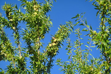 Wall Mural - Branches d'amandiers avec amandes sur fond de ciel bleu.