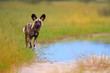 African Wild Dog, Lycaon pictus, african painted dog walking in blue water puddle, staring directly at camera. Moremi game reserve, Botswana. Low angle photo, Endangered, wild animals of africa.