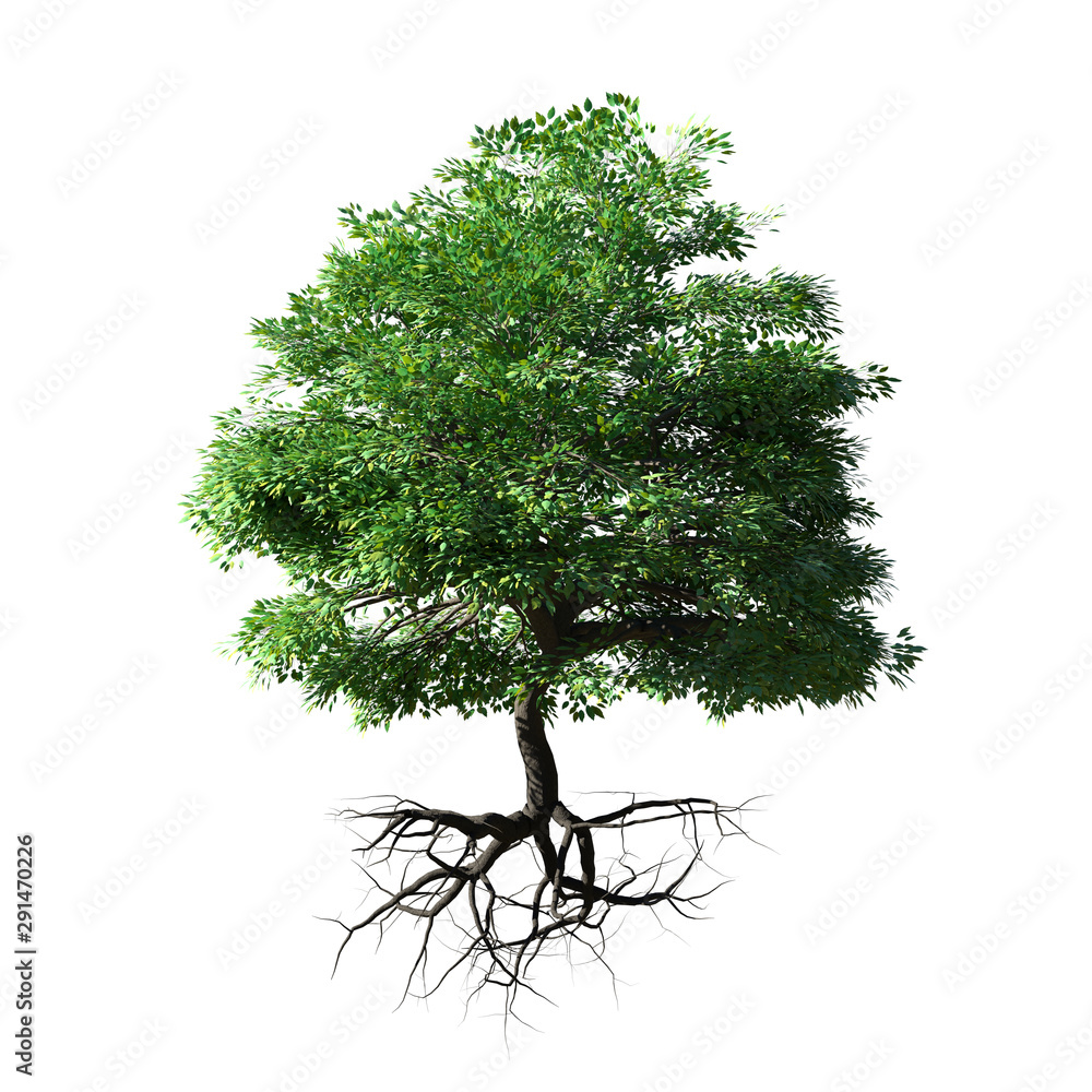 tree with roots isolated on white background - obrazy, fototapety, plakaty 