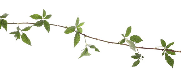 Canvas Print - Wild blackberry twig, branch with leaves, foliage isolated on white background
