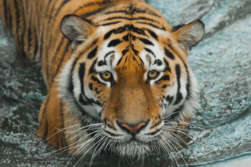 Wall Mural - Mustachioed muzzle in the water, a serious look. Young  tiger with expressive eyes walks on the water (bathes), Predator's muzzle close-up.