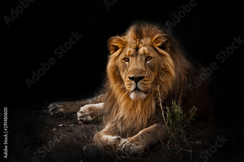 Cuadros en Lienzo beast is a powerful maned male lion