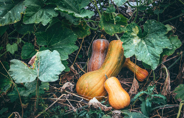 Poster - Ripe autumn pumpkin in a rustic vegetable garden. Sunny autumn evening in the village	