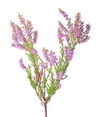 Sticker - fine pink blossoming heather isolated branch