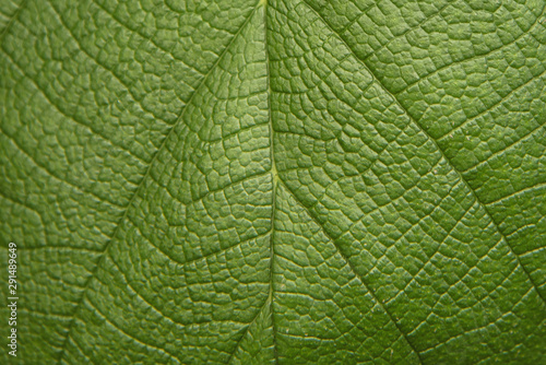 Cuadros en Lienzo Tree green leaf close up, macro texture