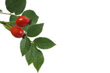 Bright Red Rose Hips With Green Leaves
