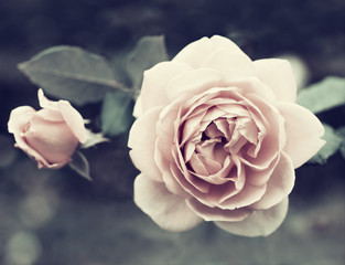 Wall Mural - Pink rose on a dark background close-up