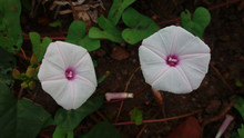 White Flower - Beach Moonflower