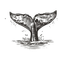 Hand Drawn Vector Whale Tail. Sketch Illustration