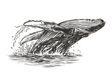 Jumping In The Ocean Humpback Whale. Beautiful Vector Sketch Illustration