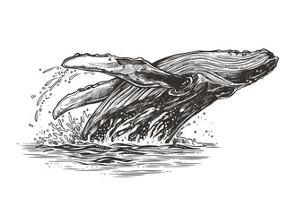 jumping in the ocean humpback whale. beautiful vector sketch illustration