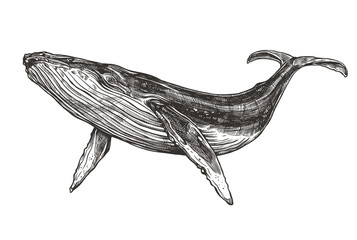 vector hand drawn illustration of humpback whale. sketch detailed engraving style