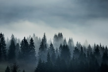 Coniferous Trees In The Fog In The Highlands. Vintage Style Photo.