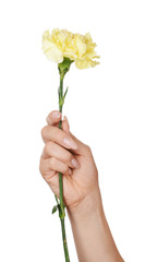 Female hand with beautiful carnation flower on white background