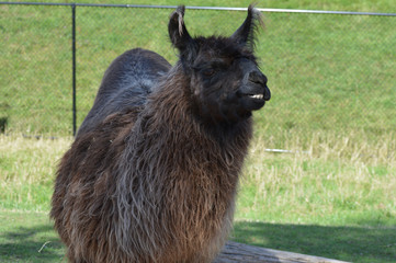 Poster - A llama at the farm