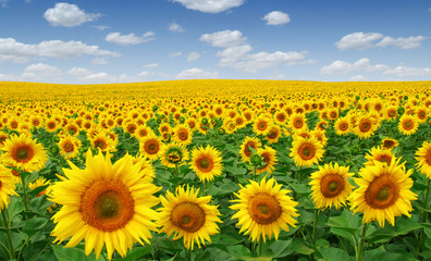 Wall Mural - sunflowers field on sky