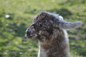 Poster - A baby llama at the farm