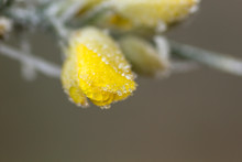 Detail Of Frosted Gorse Yellow Flower