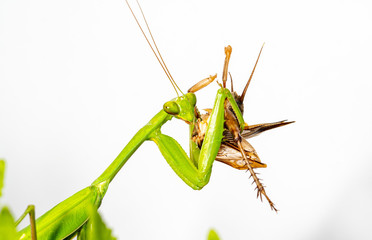 The mantis under the leaf on the white background