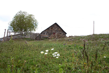 Poster - stone house and daisies, rural scene