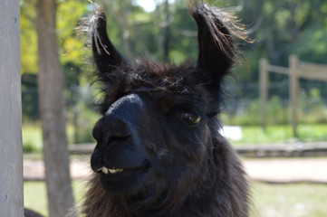 Canvas Print - A llama at the farm