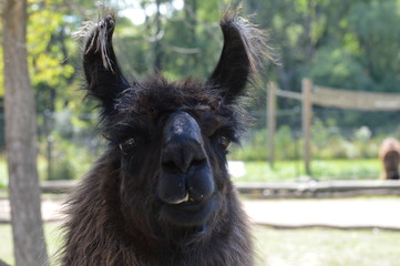 Canvas Print - A llama at the farm