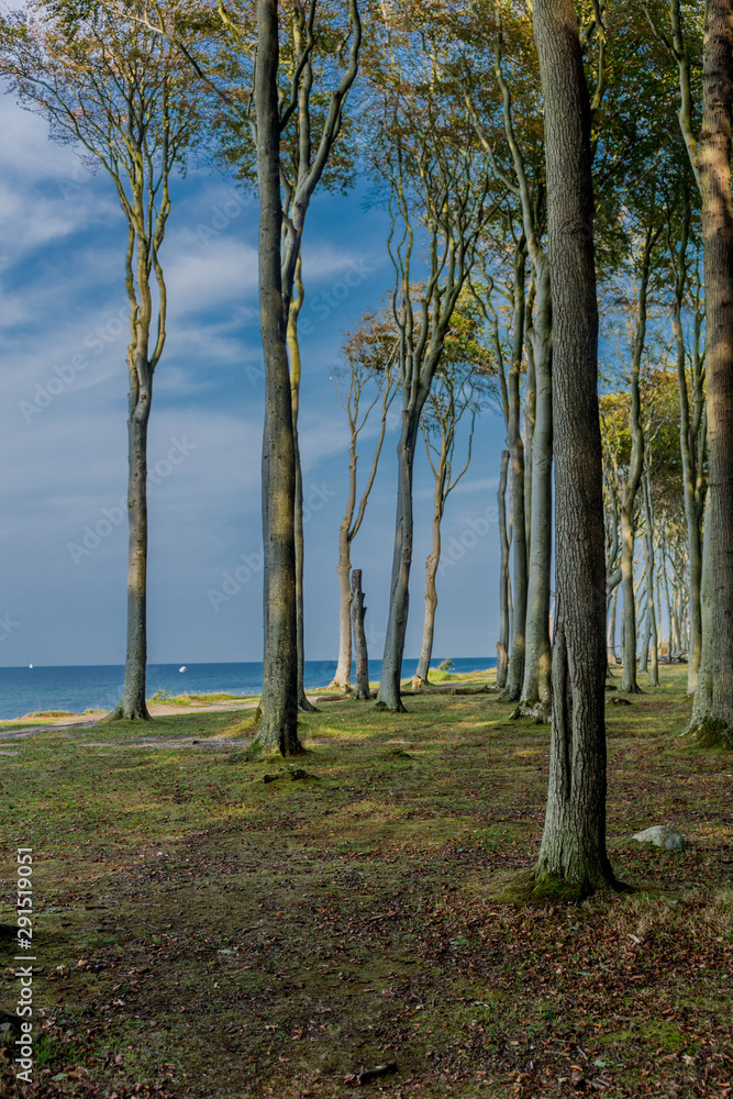 Wunderschöner Spaziergang am Gespensterwald an der Ostseeküste - Nienhagen/Deutschland - obrazy, fototapety, plakaty 