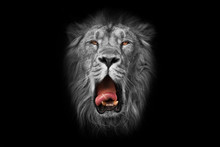 The White Lion Is A White Muzzle (black And White), Yellow (amber Eyes) And A Red Mouth, Similar To A Gray King.. Portrait In Isolation, Black Background.