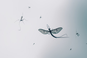 The moth tangled up in a web against the sky