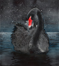   Watercolor Picture Of A Beautiful Black Swan On The Sparkling Water With The Starry Night Background