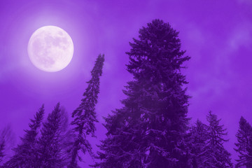 Wall Mural - Luna night stars clouds trees forest winter moon sky astronomy space. purple