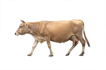 Wall Mural - Running cow isolated on a white background.